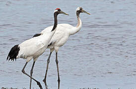 Red-crowned Crane