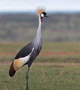 Grey Crowned Crane