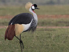 Grey Crowned Crane