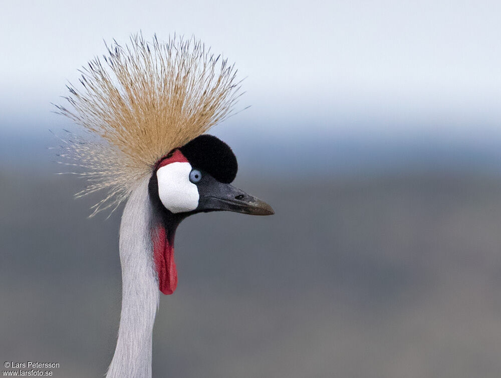 Grey Crowned Crane