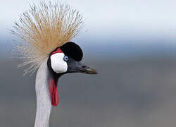 Grey Crowned Crane