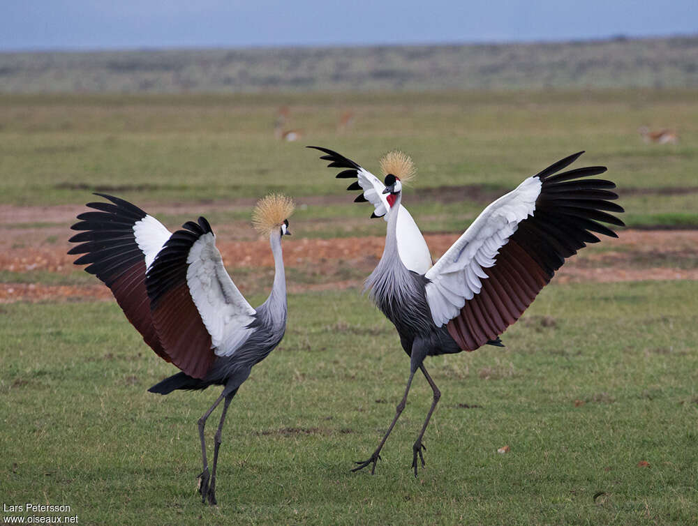 Grey Crowned Craneadult, courting display