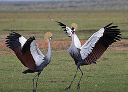 Grey Crowned Crane