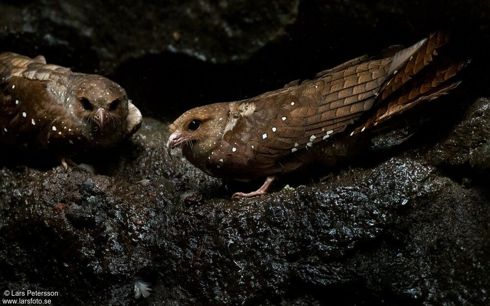 Oilbird