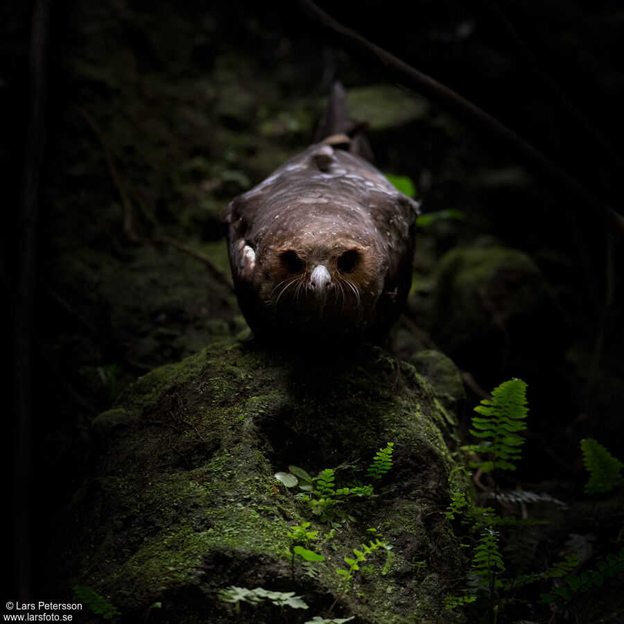 Oilbird