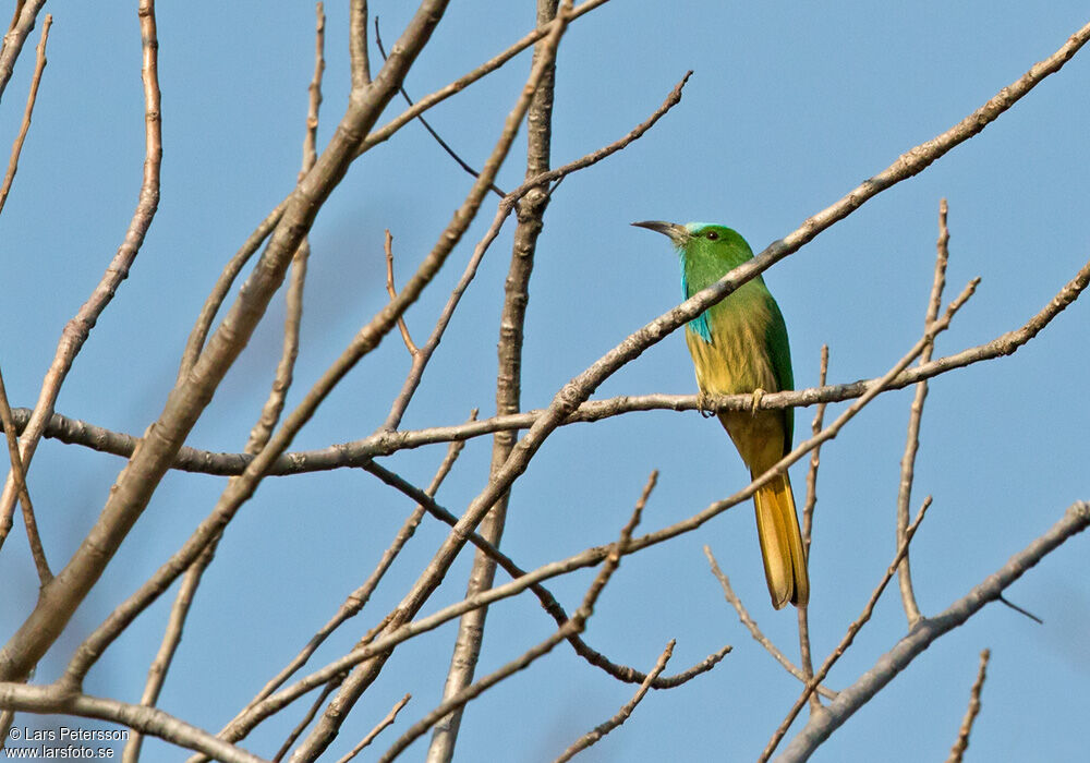 Blue-bearded Bee-eater