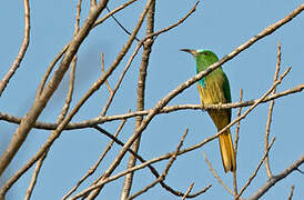 Blue-bearded Bee-eater