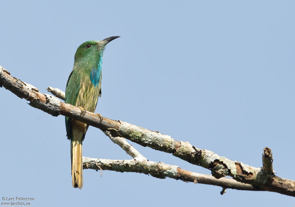 Guêpier à barbe bleue