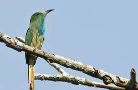 Blue-bearded Bee-eater