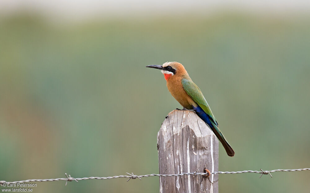 White-fronted Bee-eater