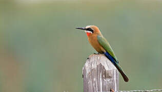 White-fronted Bee-eater