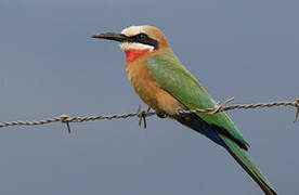 White-fronted Bee-eater