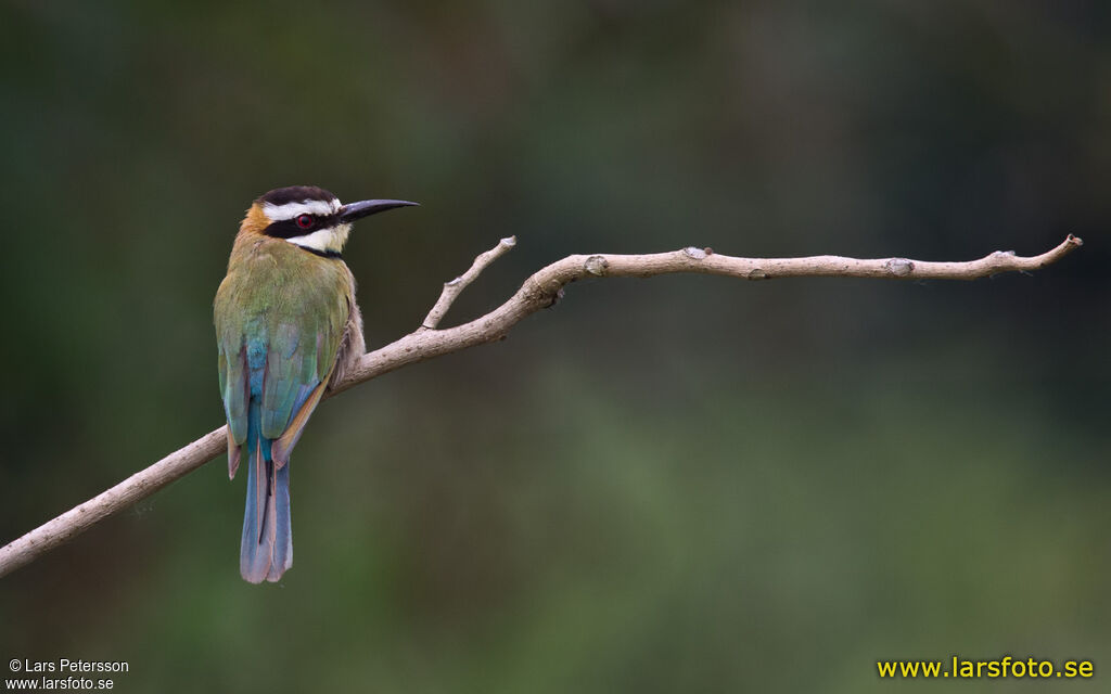 White-throated Bee-eater