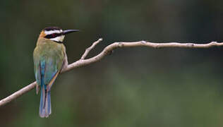 White-throated Bee-eater