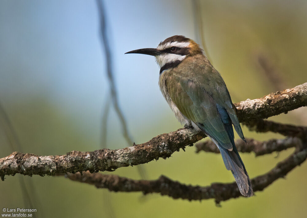 White-throated Bee-eater