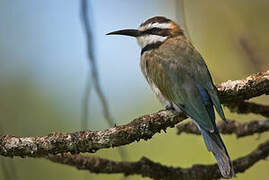 White-throated Bee-eater