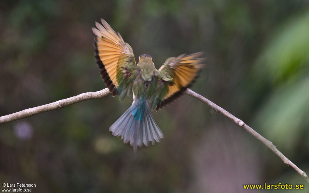 White-throated Bee-eater