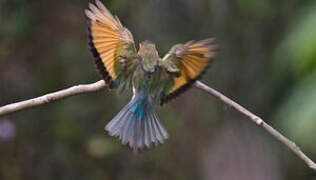 White-throated Bee-eater