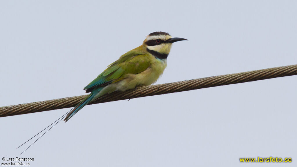 White-throated Bee-eater