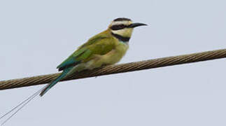 White-throated Bee-eater