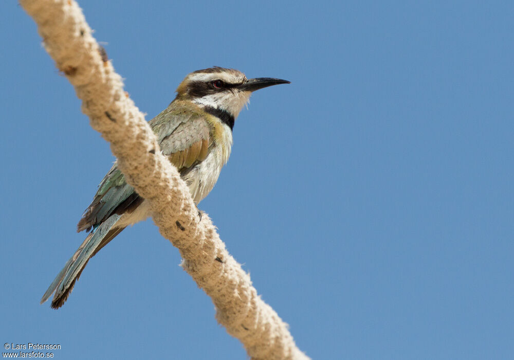 White-throated Bee-eater