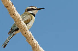 White-throated Bee-eater