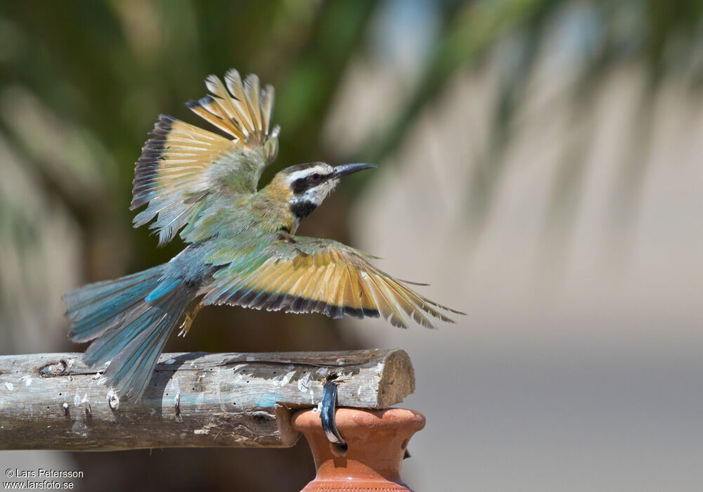 White-throated Bee-eater