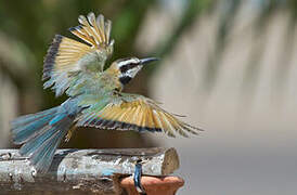 White-throated Bee-eater