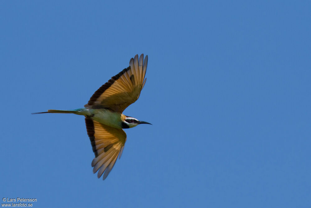 White-throated Bee-eater