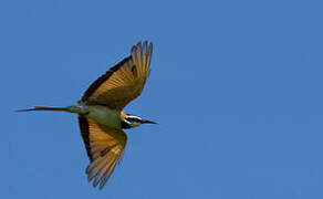 White-throated Bee-eater