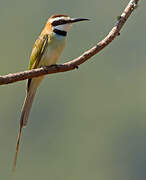 White-throated Bee-eater