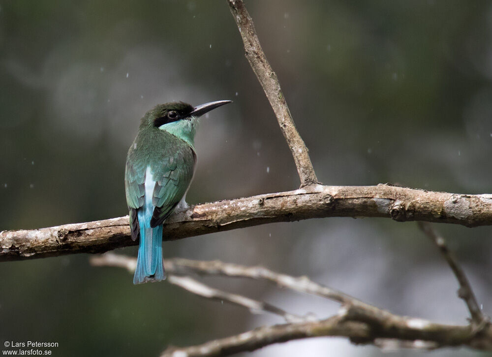 Blue-throated Bee-eater