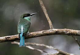 Blue-throated Bee-eater