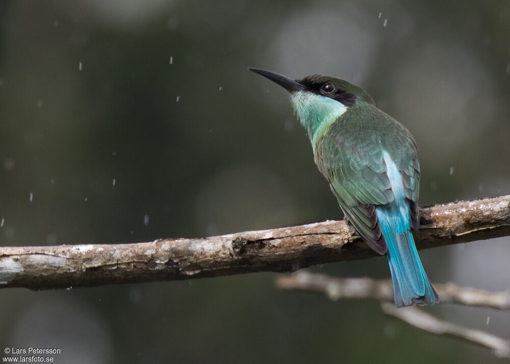 Blue-throated Bee-eater