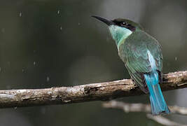 Blue-throated Bee-eater