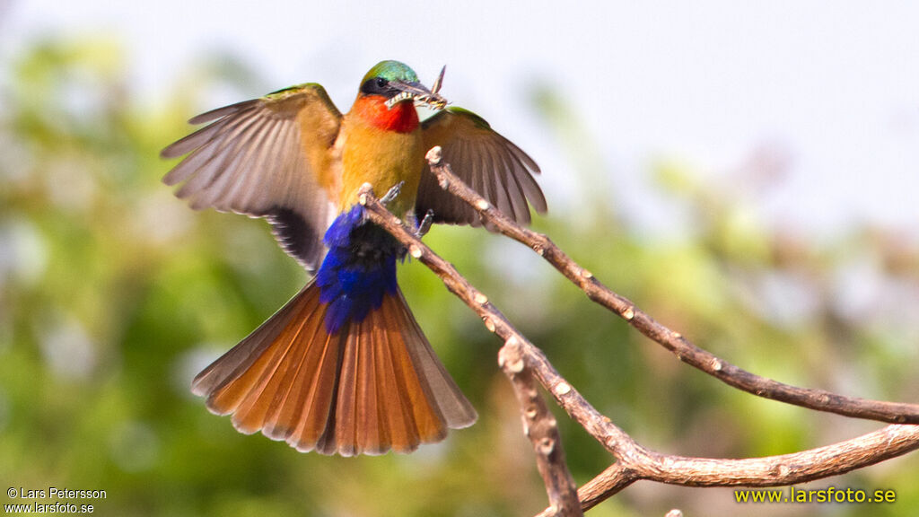 Red-throated Bee-eater