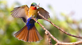 Red-throated Bee-eater