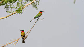 Red-throated Bee-eater