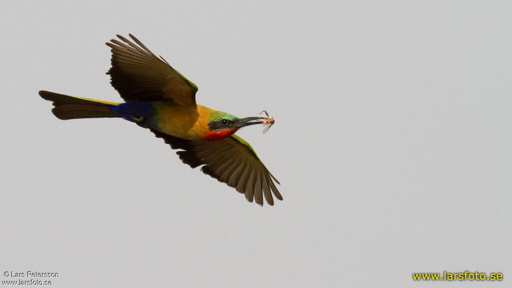 Red-throated Bee-eater