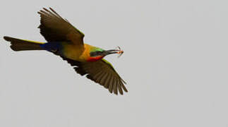 Red-throated Bee-eater