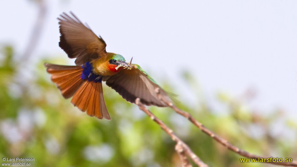 Red-throated Bee-eater