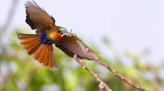 Red-throated Bee-eater