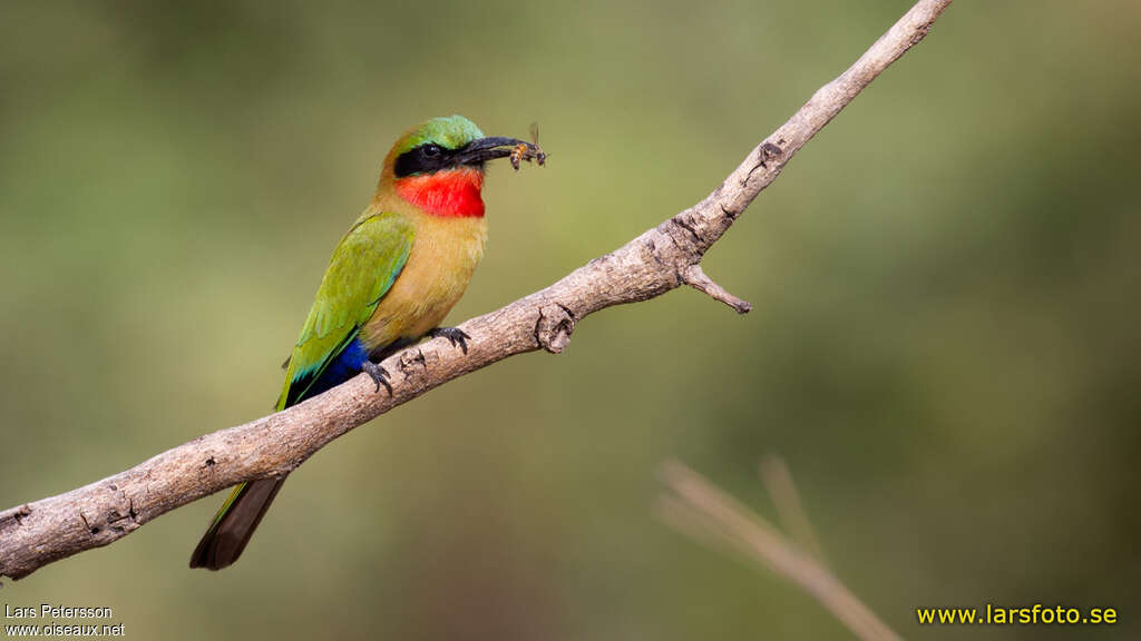 Red-throated Bee-eateradult, identification