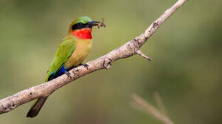 Red-throated Bee-eater