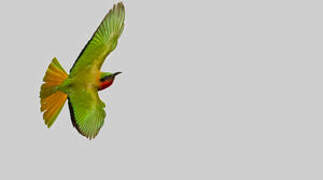 Red-throated Bee-eater