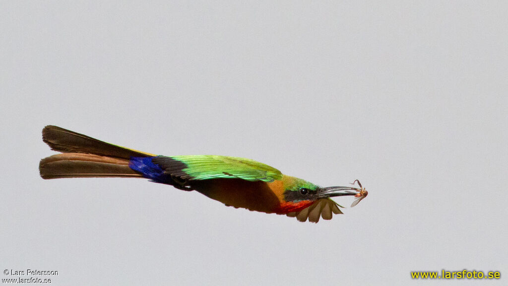 Red-throated Bee-eater