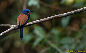 Blue-moustached Bee-eater