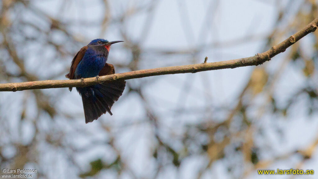 Blue-moustached Bee-eater