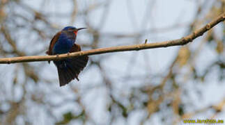 Blue-moustached Bee-eater