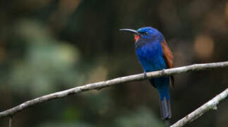 Blue-moustached Bee-eater